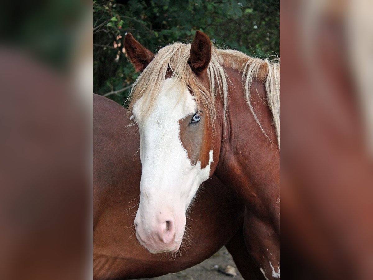 Otras razas Caballo castrado 3 años 160 cm Alazán in Geltendorf