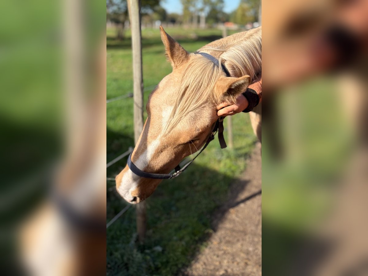 Otras razas Caballo castrado 3 años 163 cm Palomino in Soltau