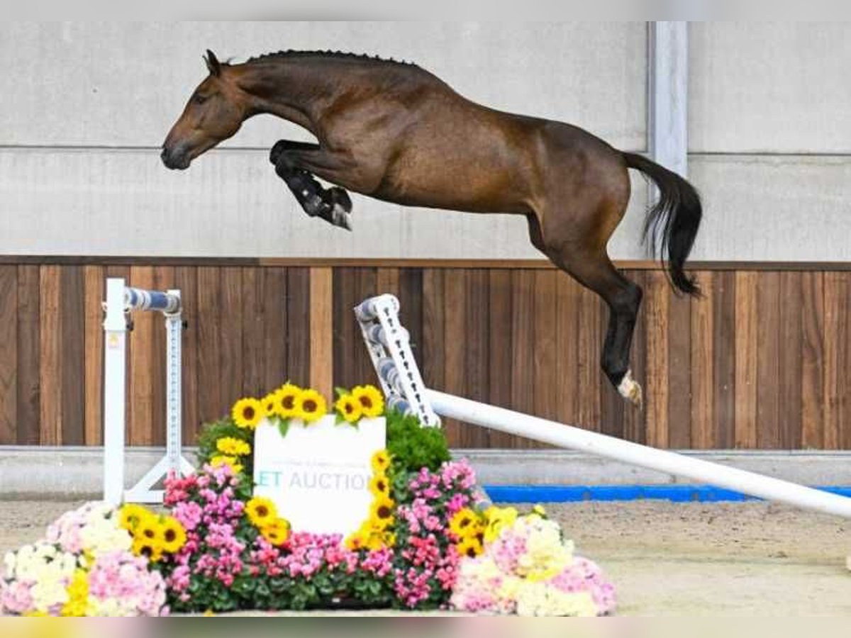 Otras razas Caballo castrado 3 años 164 cm in Zele