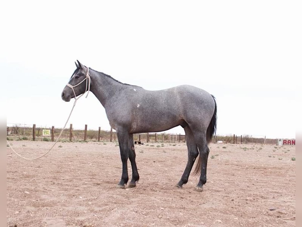 Otras razas Caballo castrado 3 años Tordo in Red Oak