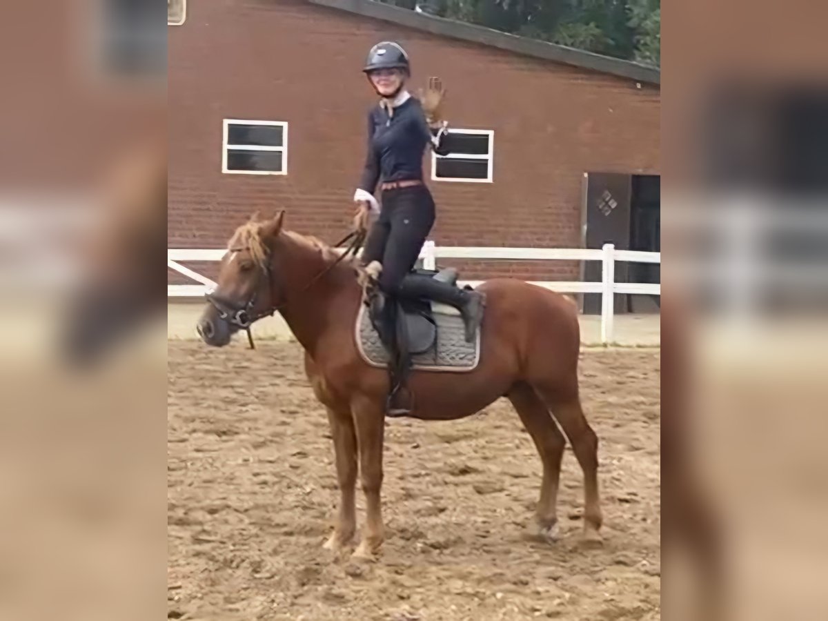 Otras razas Caballo castrado 4 años 143 cm Alazán in Hopsten