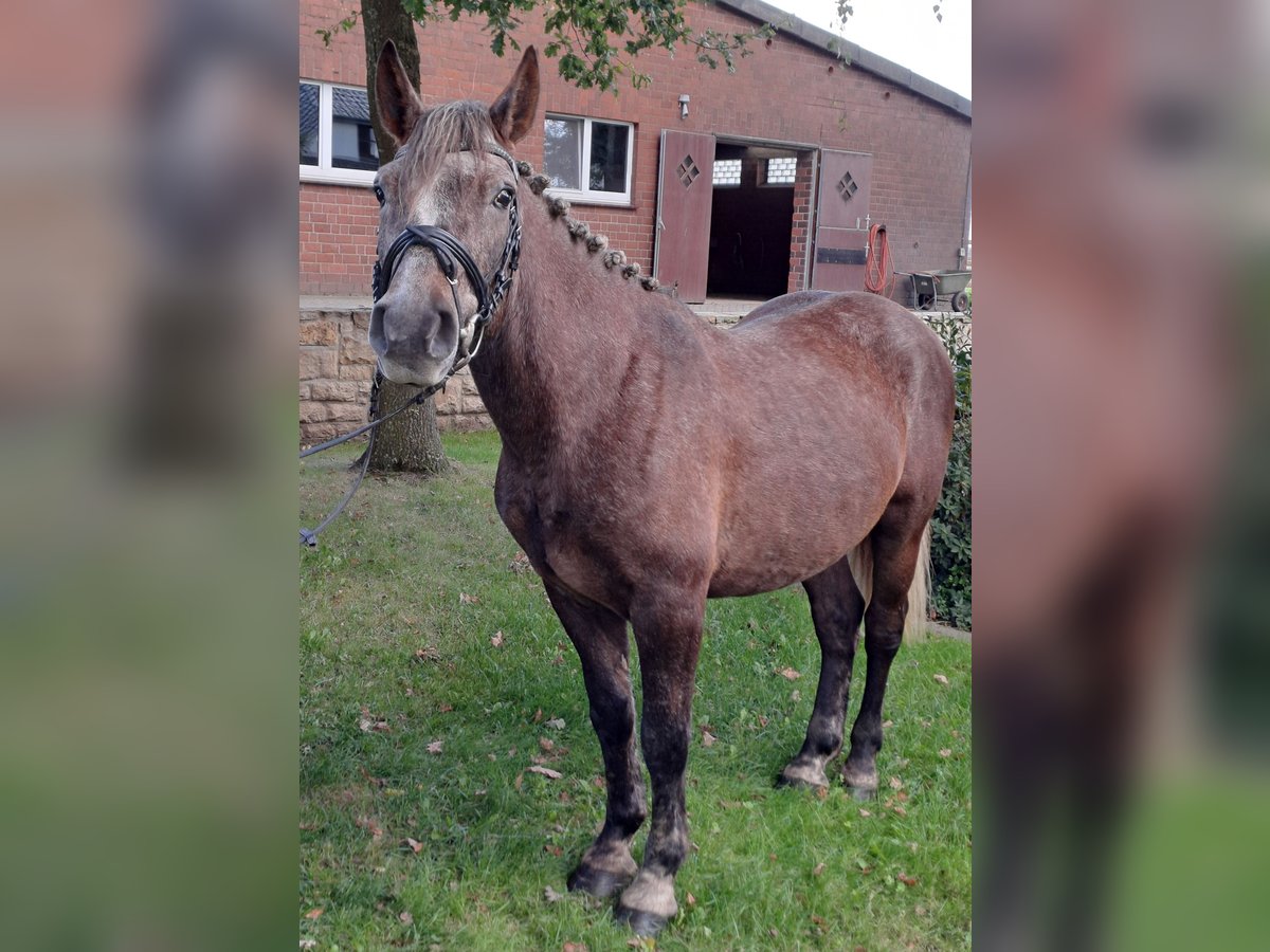 Otras razas Caballo castrado 4 años 143 cm Tordo ruano in Hopsten