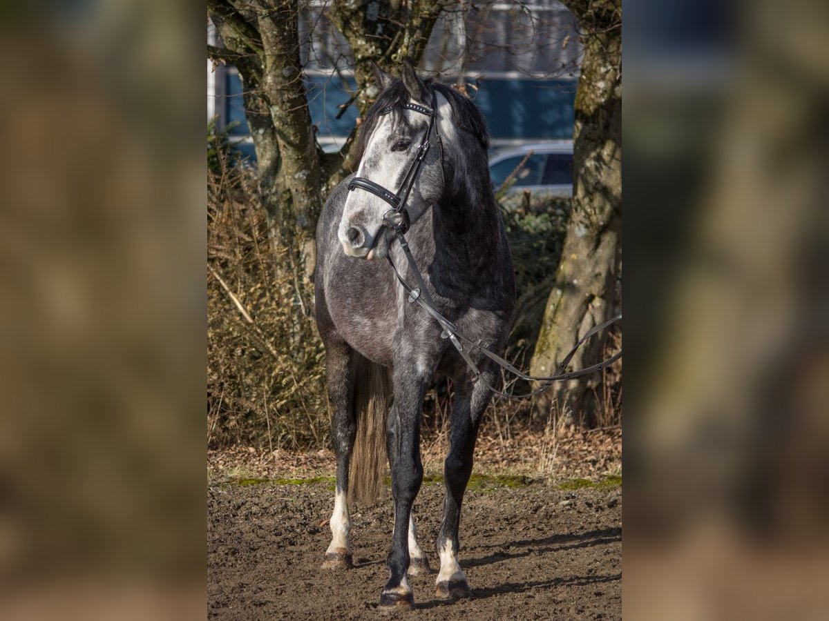 Otras razas Caballo castrado 4 años 148 cm Tordo in Schwäbisch Gmünd