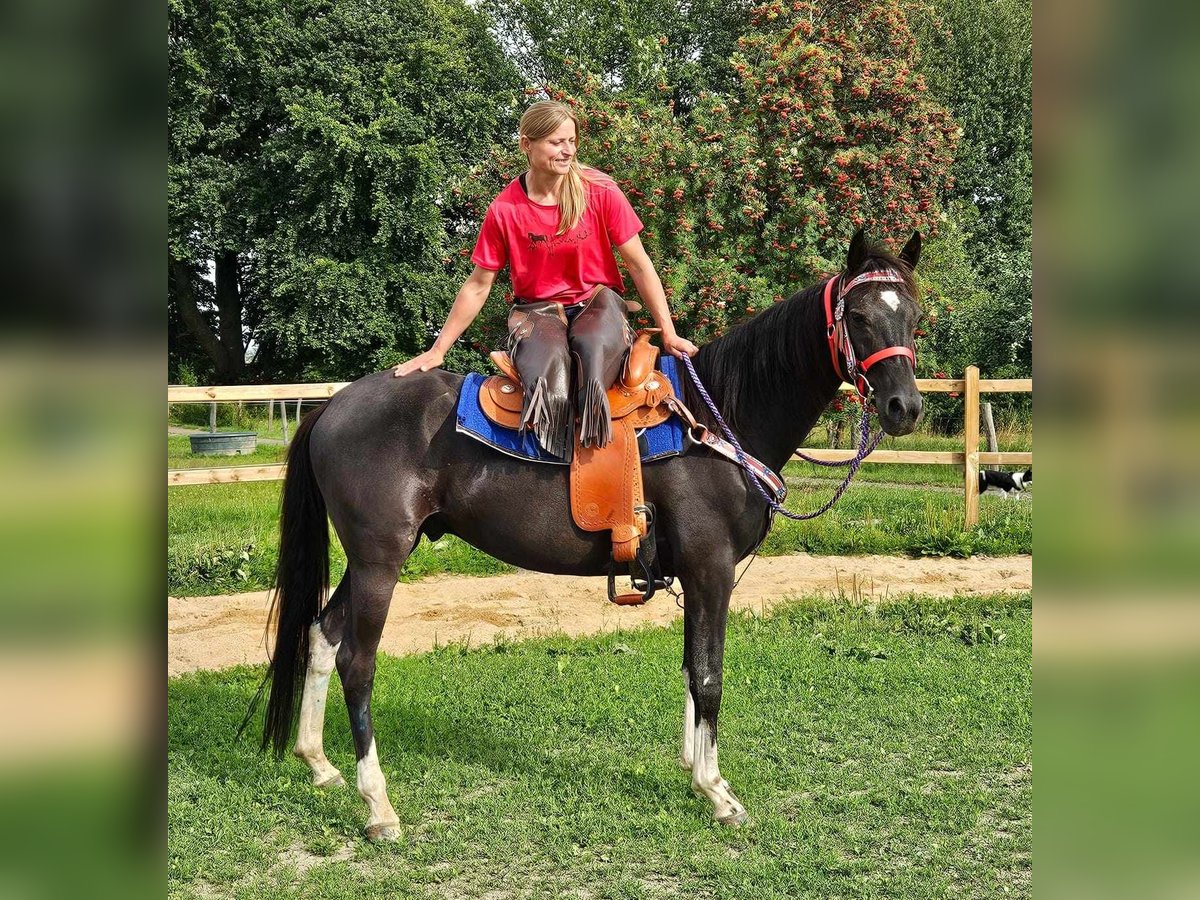 Otras razas Caballo castrado 4 años 153 cm Pío in Linkenbach