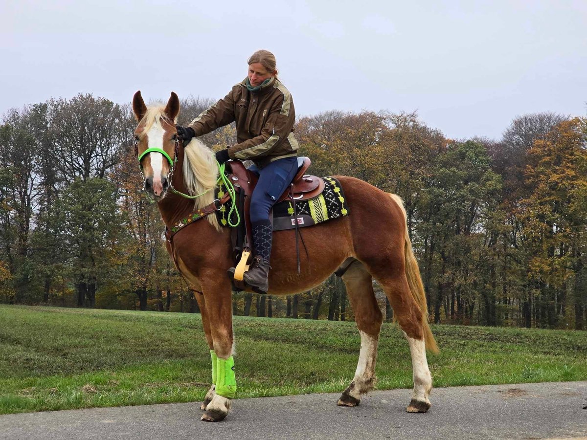 Otras razas Caballo castrado 4 años 154 cm Alazán in Linkenbach