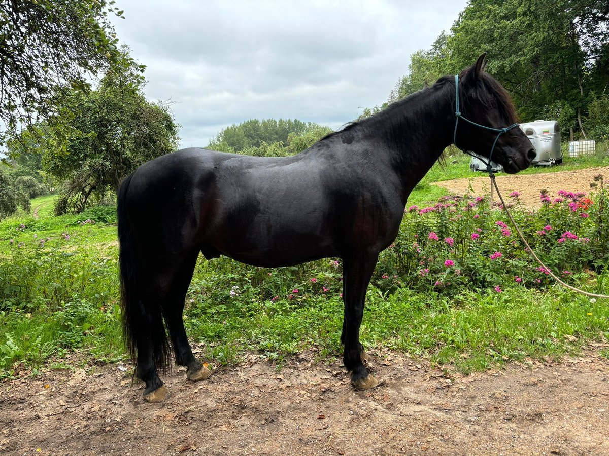 Otras razas Caballo castrado 4 años 154 cm Negro in Trakai