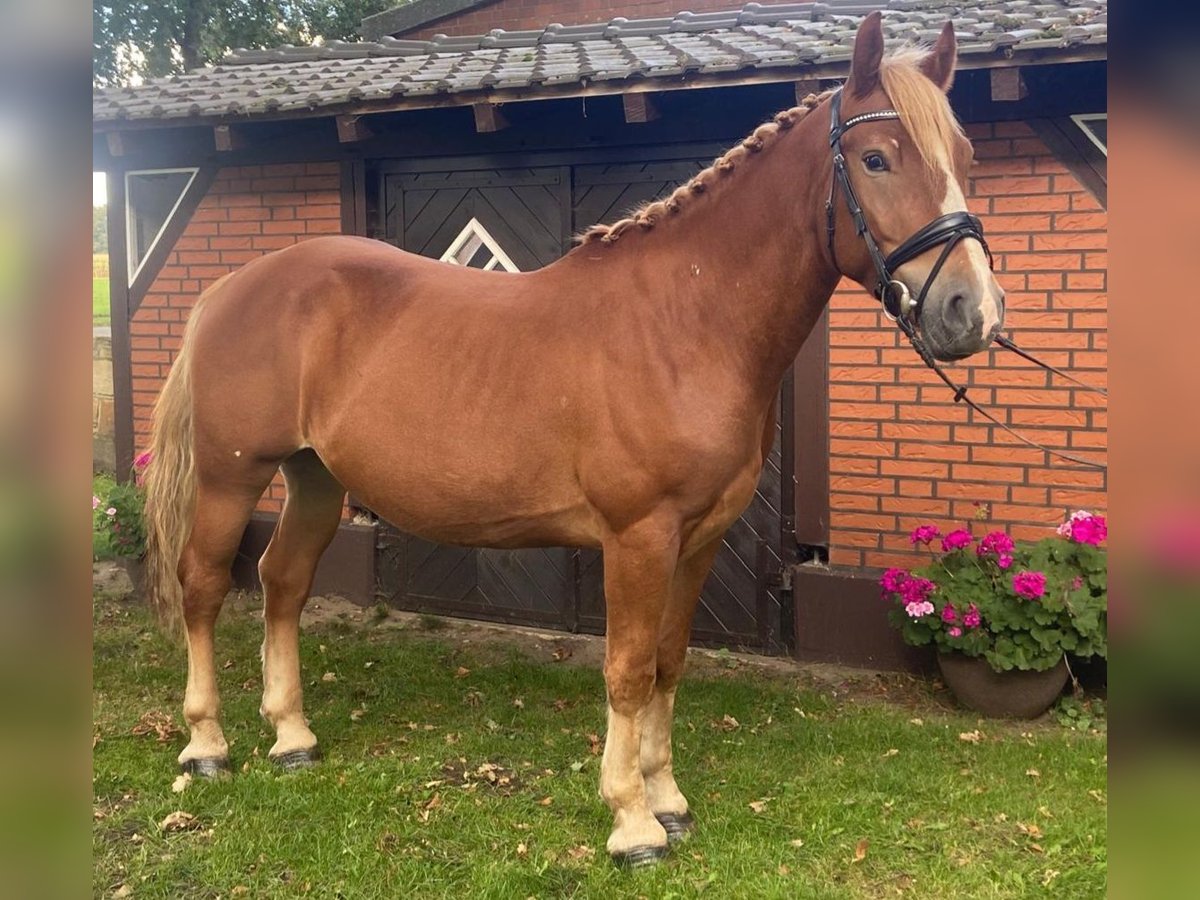 Otras razas Caballo castrado 4 años 155 cm Alazán in HopstenHopsten