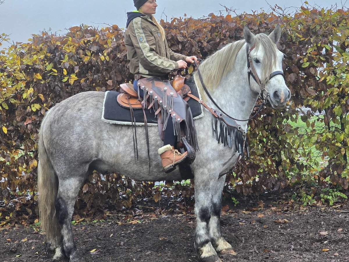 Otras razas Caballo castrado 4 años 155 cm Tordo rodado in Linkenbach