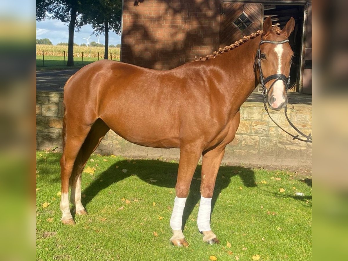 Otras razas Caballo castrado 4 años 158 cm Alazán in Hopsten