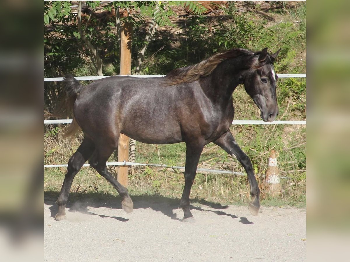 Otras razas Caballo castrado 4 años 160 cm Tordo in Gréoux les bains.