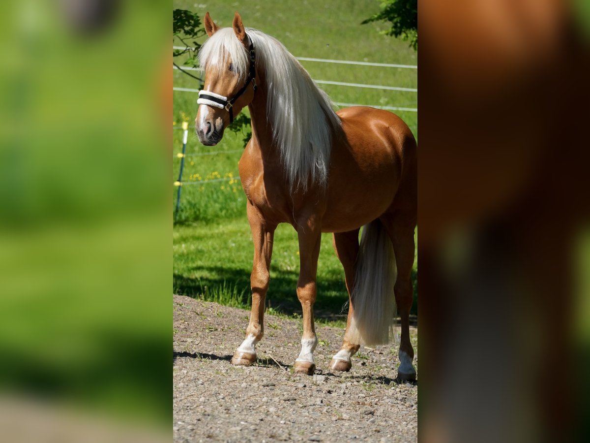 Otras razas Caballo castrado 4 años 162 cm Palomino in Nettersheim
