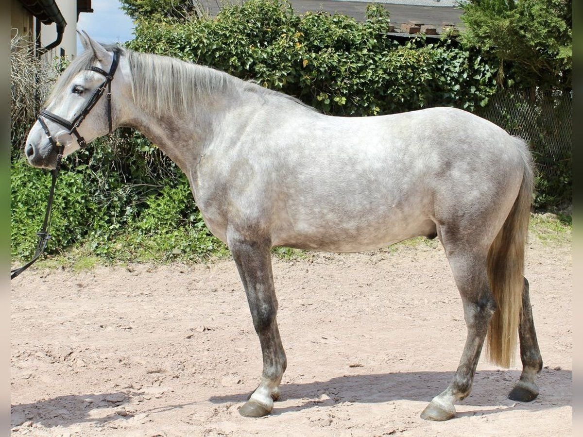 Otras razas Caballo castrado 4 años 164 cm Tordo rodado in Sonnefeld