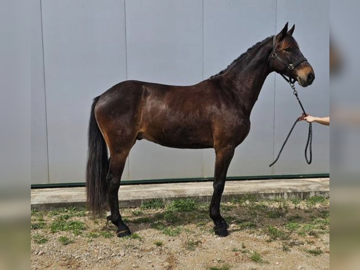 Otras razas Mestizo Caballo castrado 4 años 165 cm Castaño in San Javier