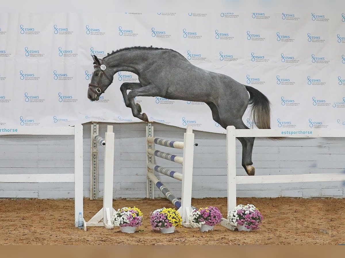 Otras razas Caballo castrado 4 años 170 cm Tordo in Paide