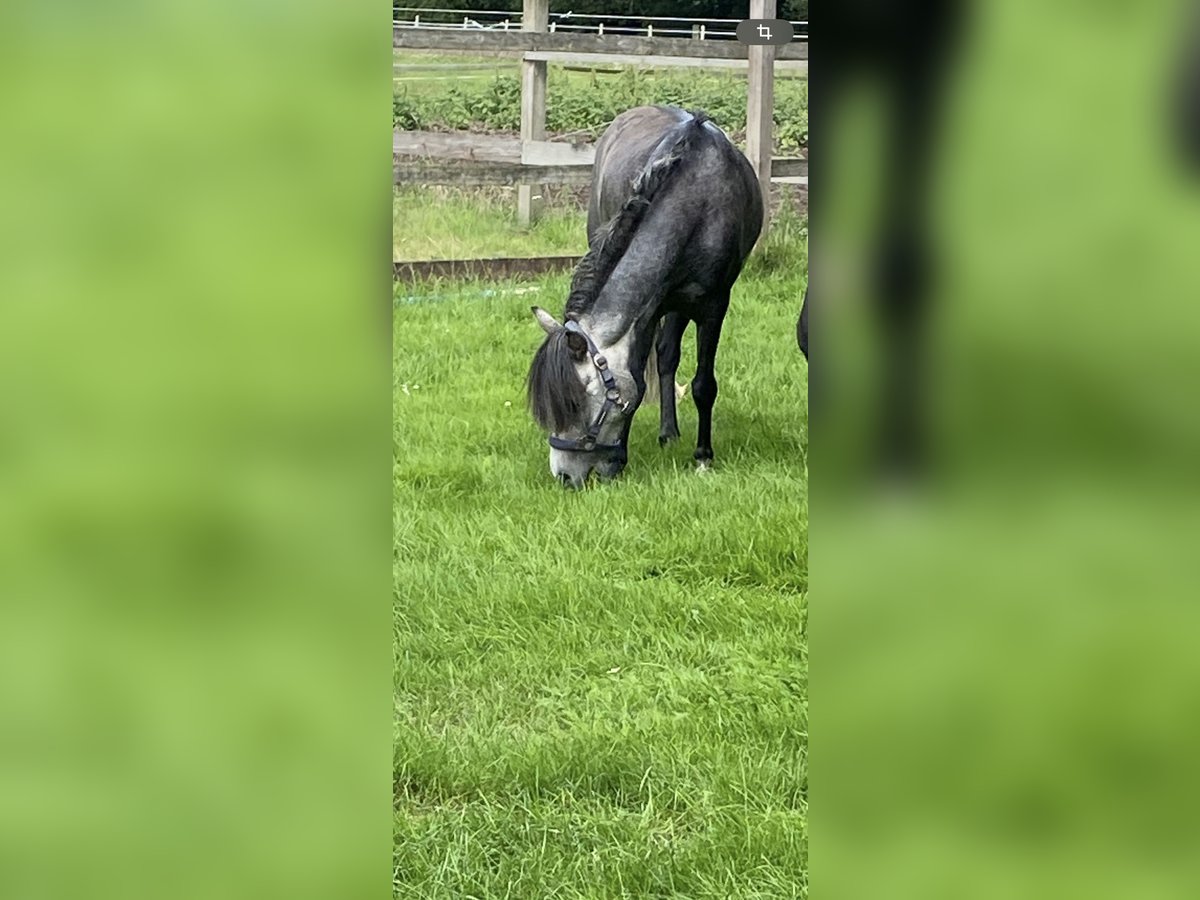 Otras razas Mestizo Caballo castrado 5 años 118 cm Tordo rodado in Hemsloh