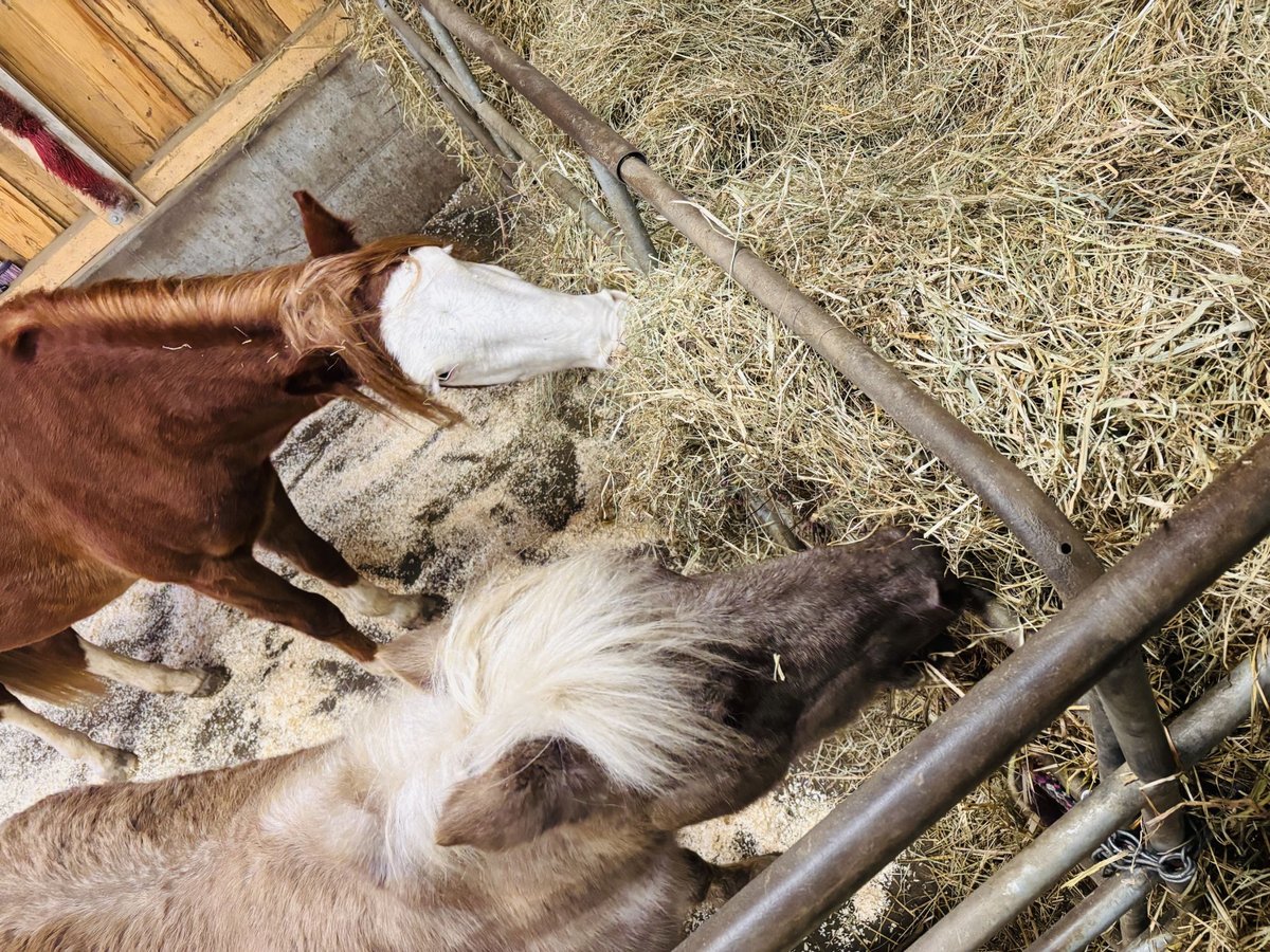 Otras razas Caballo castrado 5 años 140 cm Alazán in Frättingsdorf