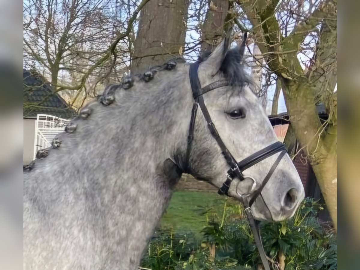 Otras razas Caballo castrado 5 años 152 cm Tordo in Hopsten