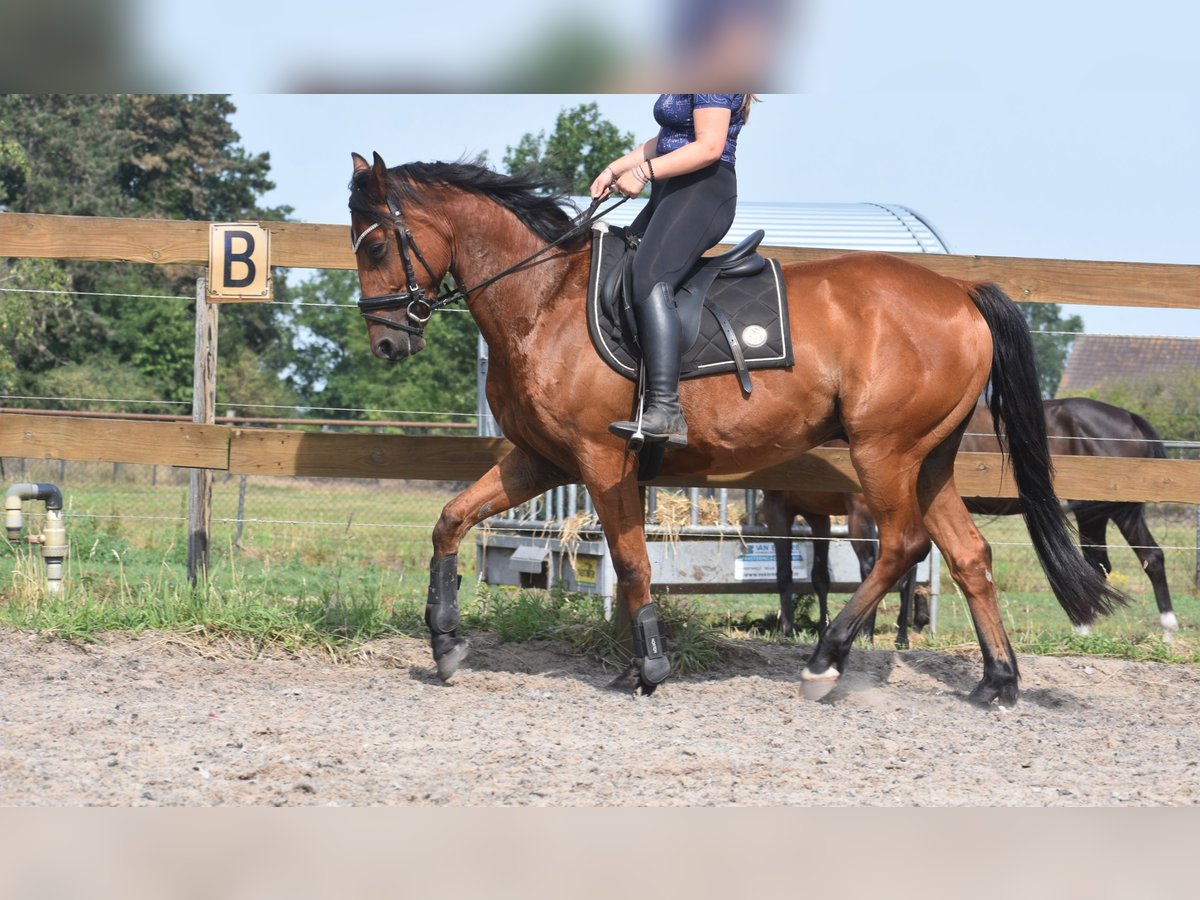 Otras razas Caballo castrado 5 años 155 cm Castaño in Achtmaal