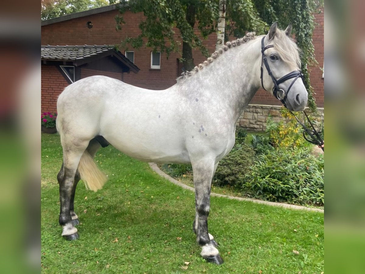 Otras razas Caballo castrado 5 años 164 cm Tordo in Hopsten