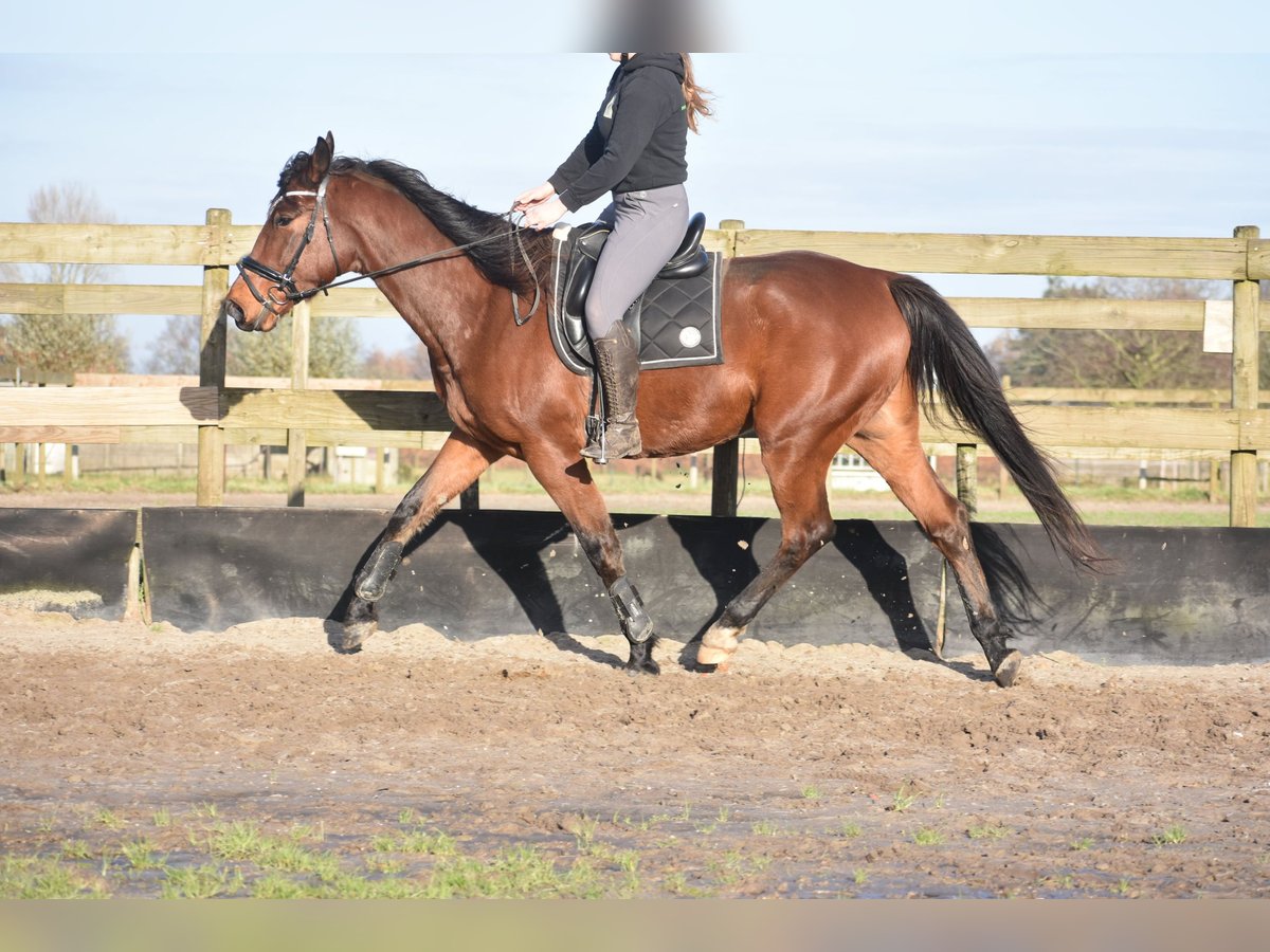 Otras razas Caballo castrado 5 años 173 cm Castaño in Achtmaal