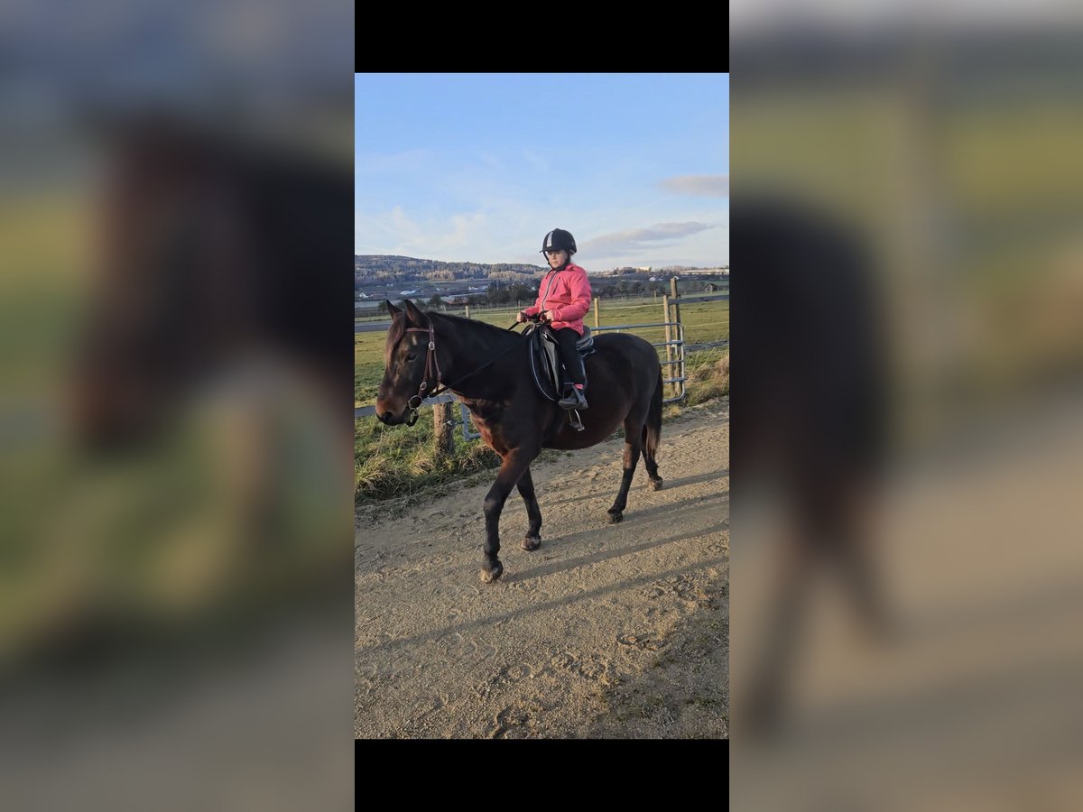 Otras razas Caballo castrado 6 años 148 cm Castaño oscuro in Oberteuringen