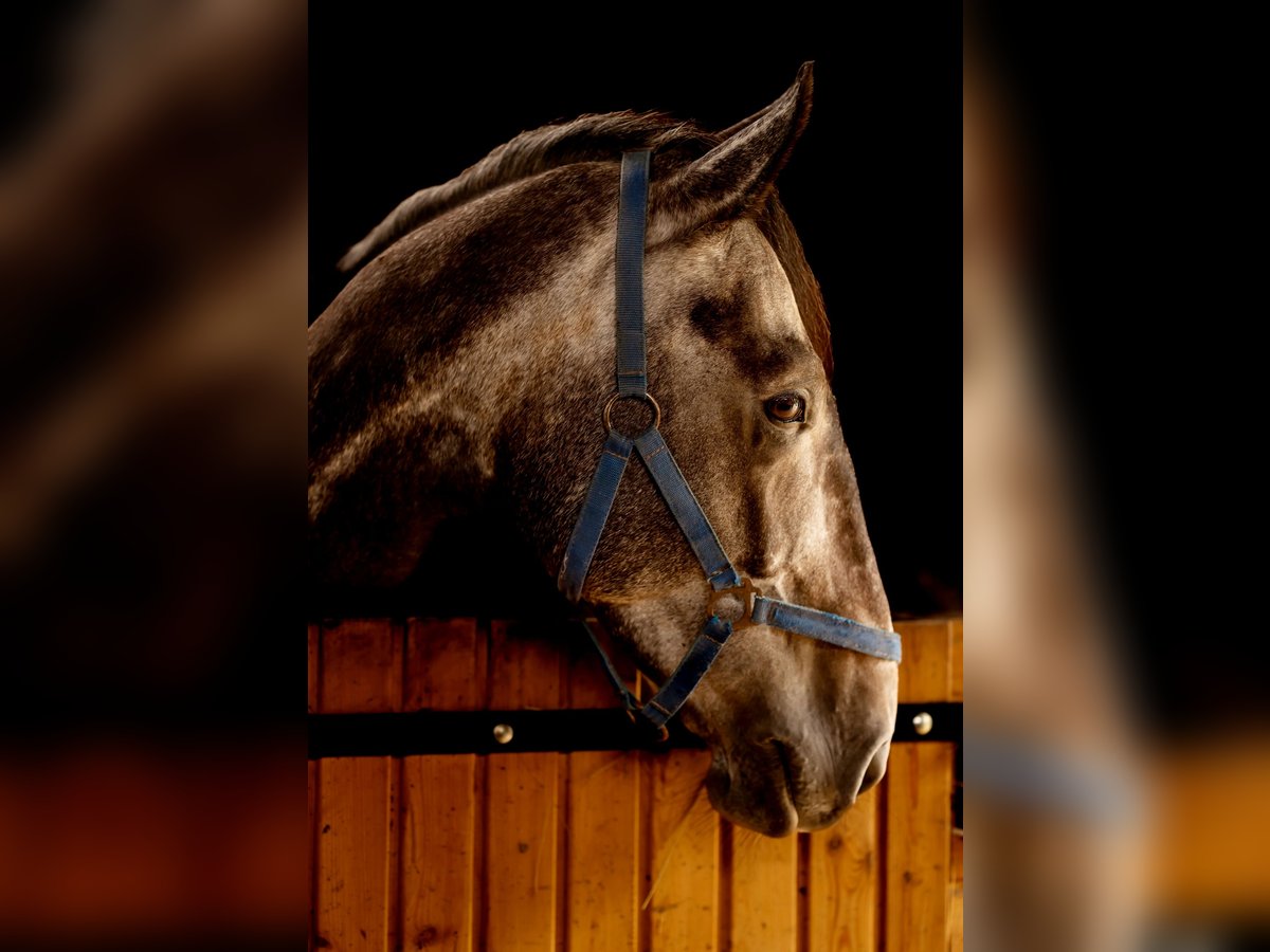 Otras razas Caballo castrado 6 años 177 cm Tordo in Przemków