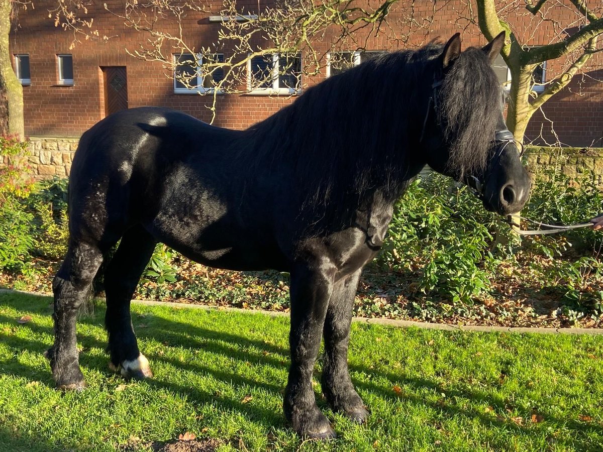 Otras razas Caballo castrado 7 años 158 cm Negro in Hopsten