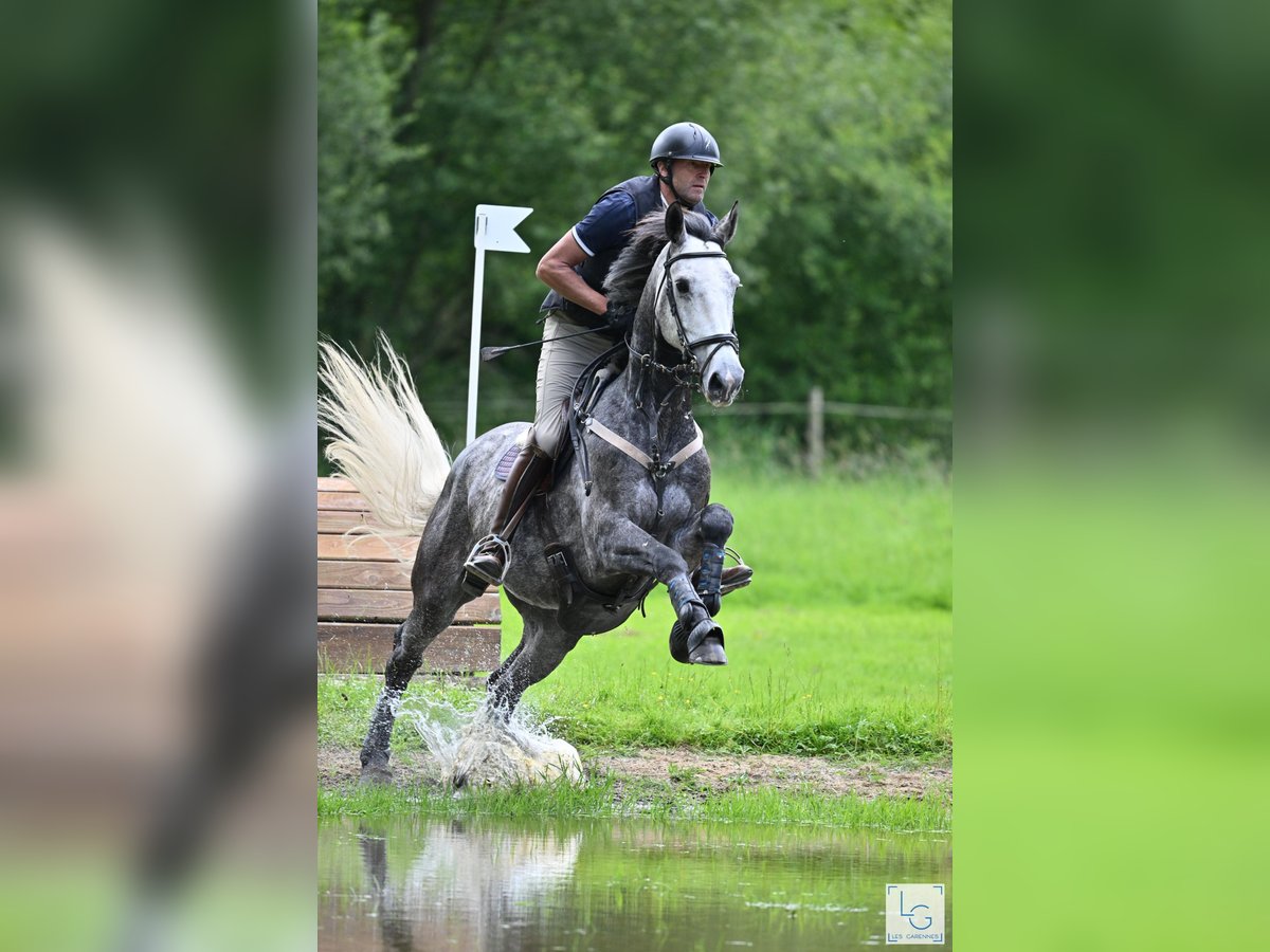 Otras razas Caballo castrado 7 años 166 cm Tordo picazo in BEAUPREAU EN MAUGES