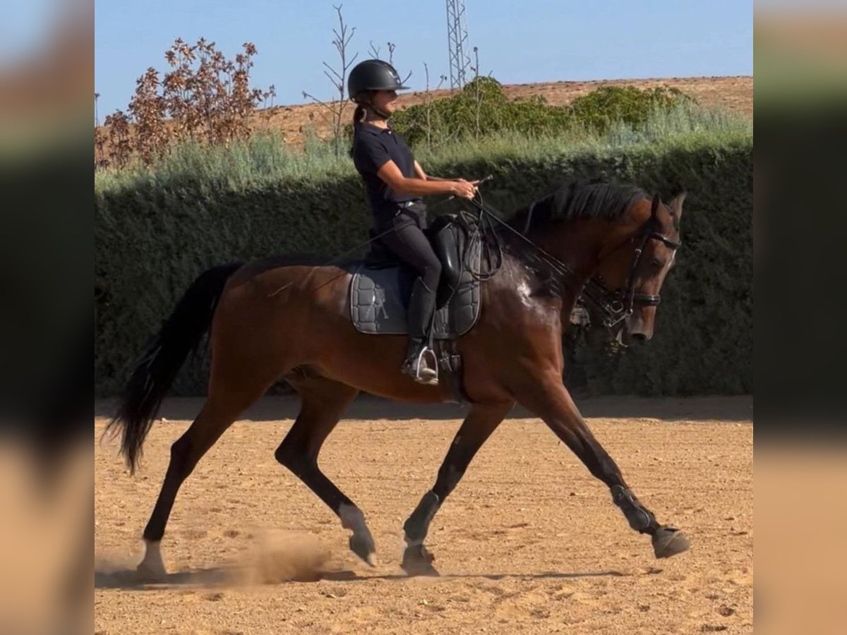 Otras razas Mestizo Caballo castrado 7 años 173 cm Alazán-tostado in SEVILLA