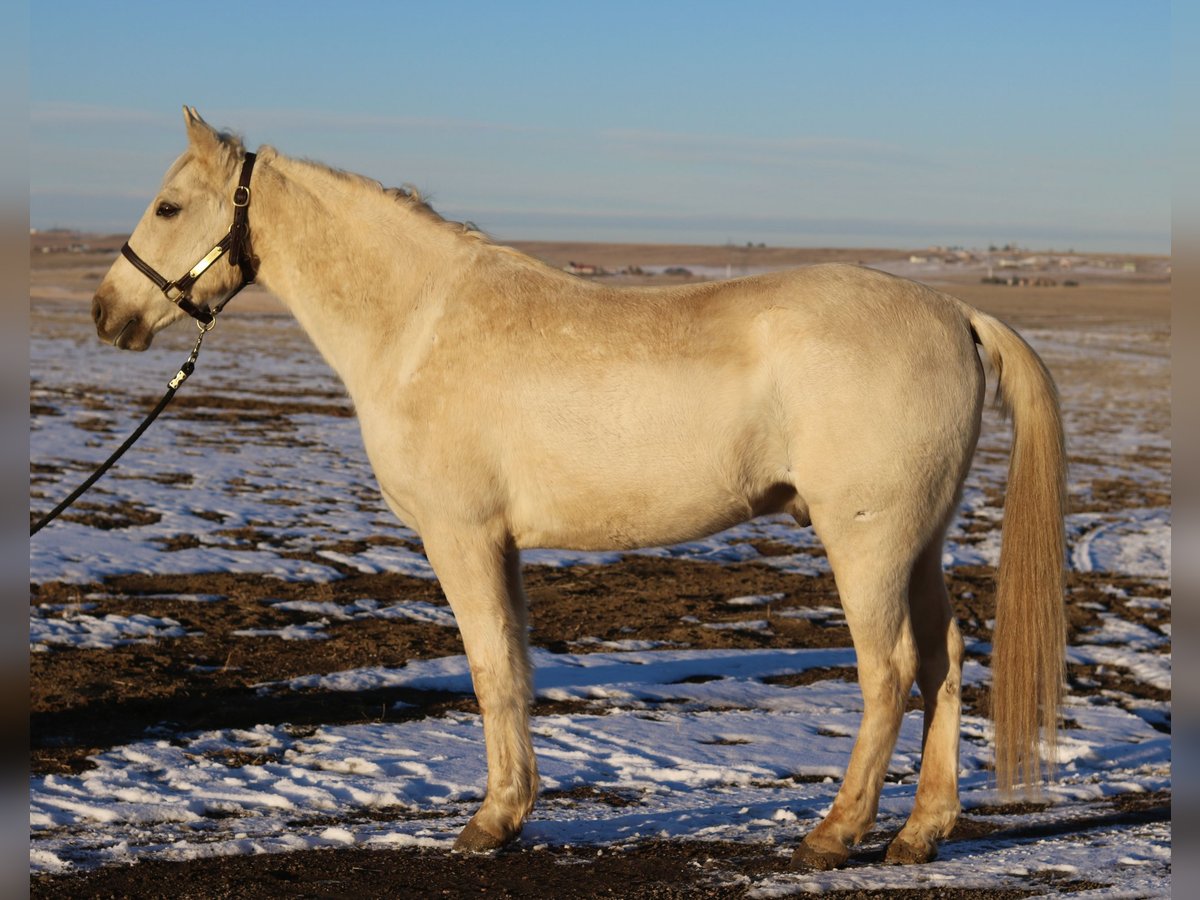 Otras razas Caballo castrado 8 años 152 cm Palomino in Fort Collins, CO