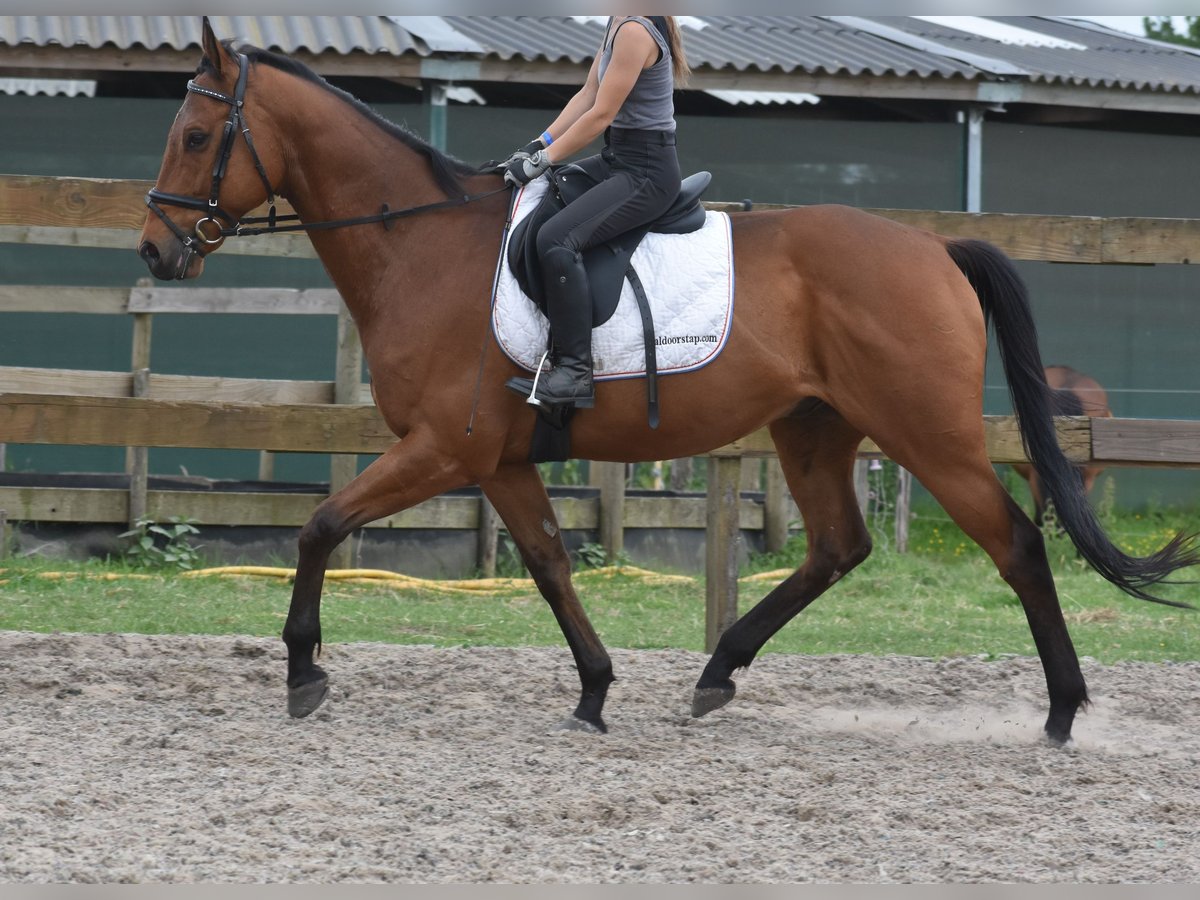 Otras razas Caballo castrado 8 años 162 cm Castaño in Achtmaal