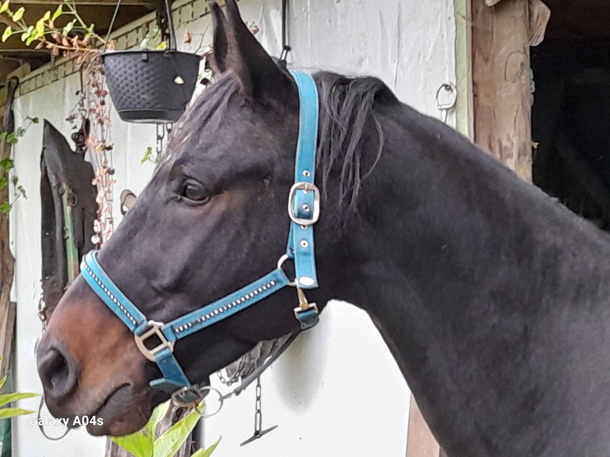Otras razas Mestizo Caballo castrado 8 años 164 cm Castaño oscuro in Sinsheim