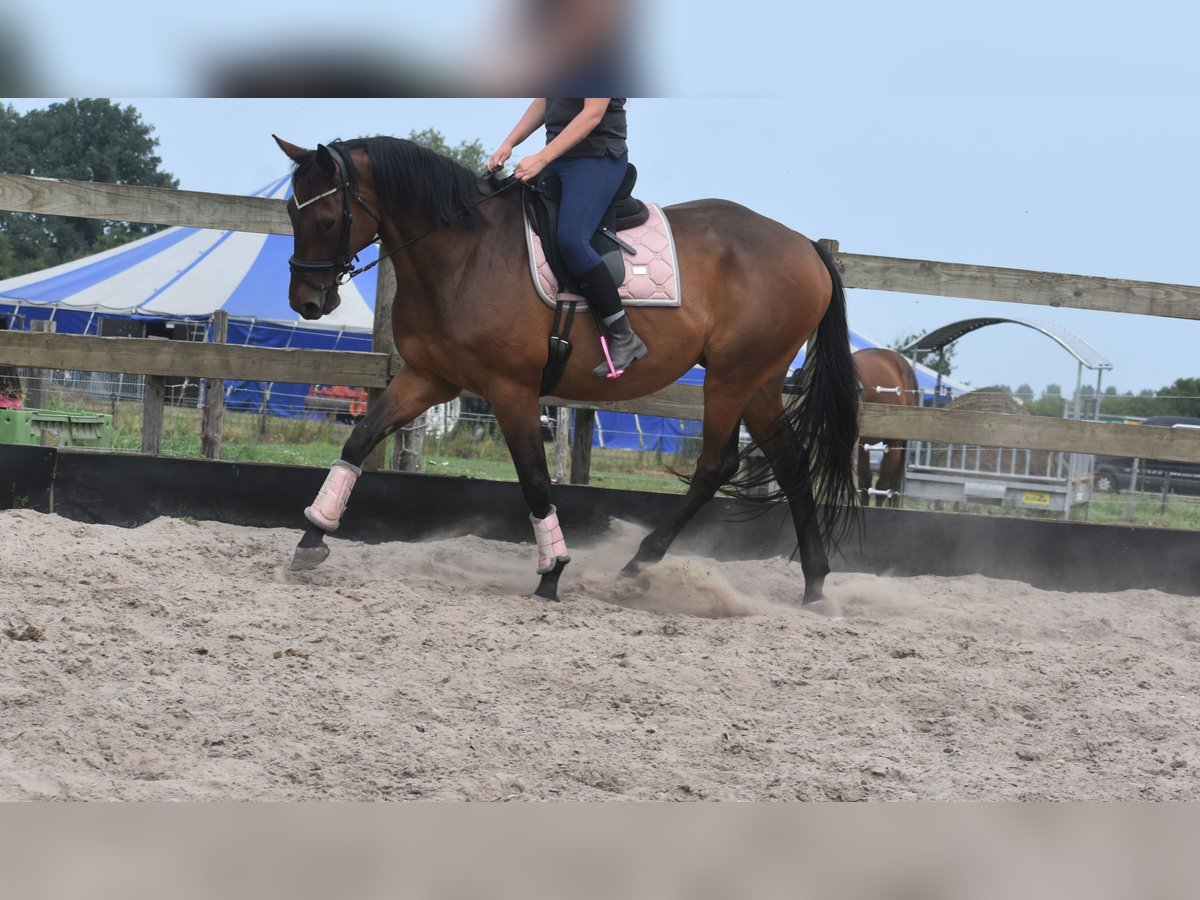 Otras razas Caballo castrado 8 años 172 cm in Achtmaal