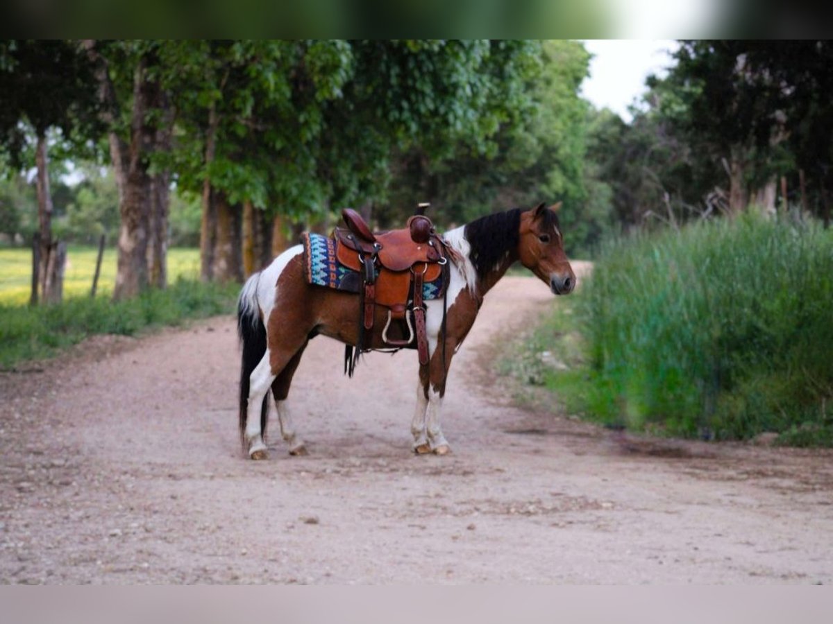 Otras razas Caballo castrado 8 años Tobiano-todas las-capas in Princeville