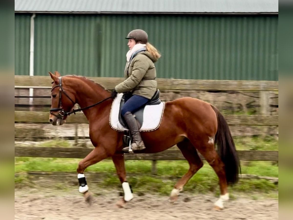 Otras razas Caballo castrado 9 años 147 cm Alazán in Barneveld