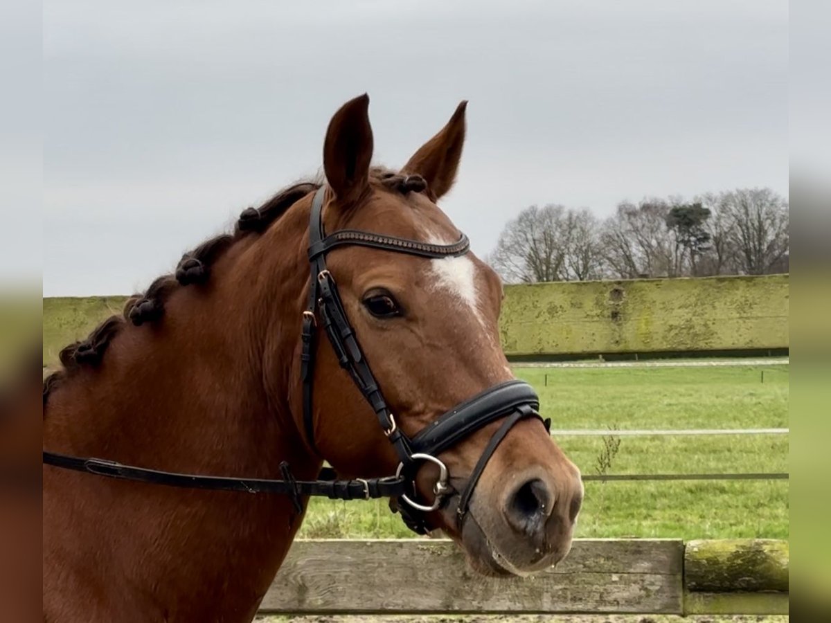 Otras razas Caballo castrado 9 años 147 cm Alazán in Barneveld