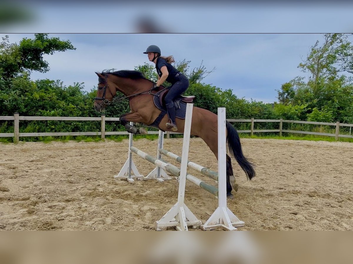 Otras razas Mestizo Caballo castrado 9 años 148 cm Castaño rojizo in Hjørring