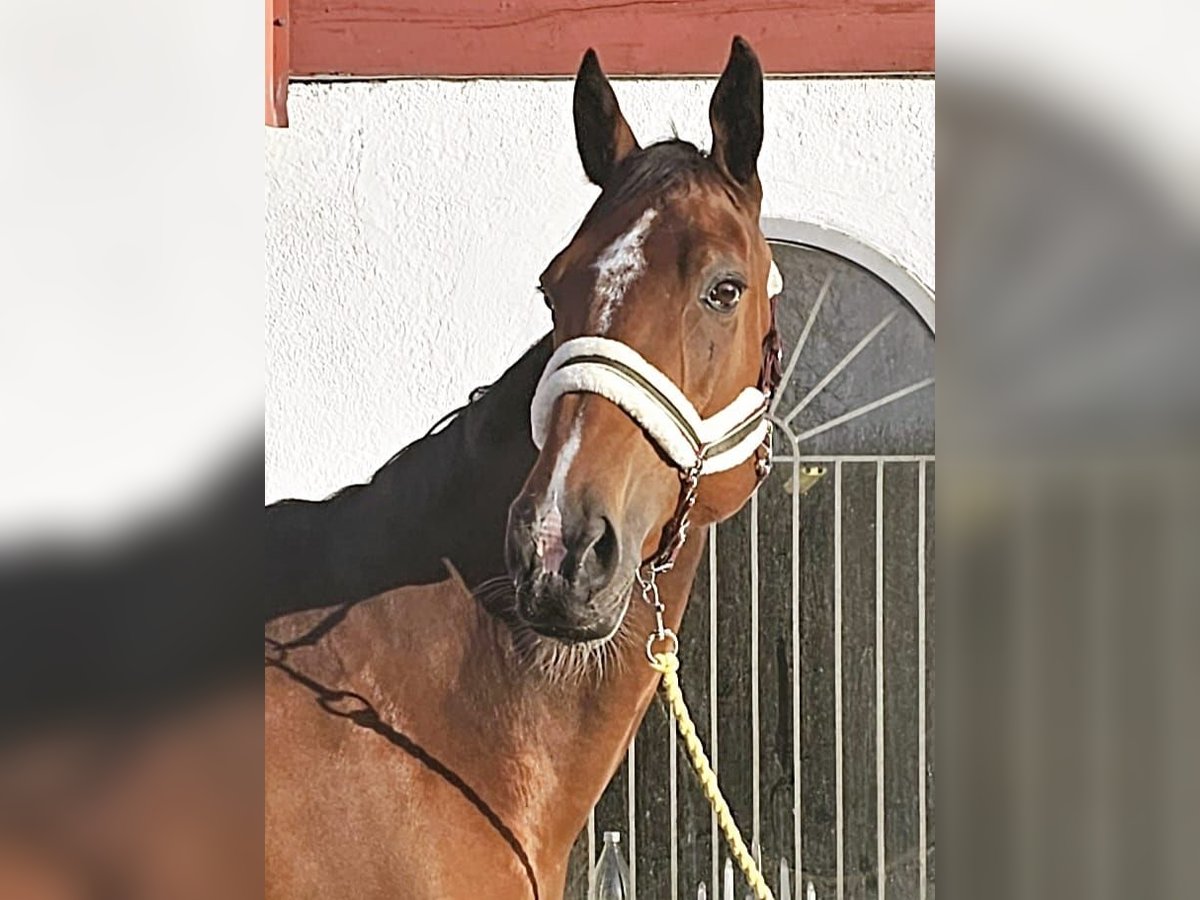 Otras razas Mestizo Caballo castrado 9 años 163 cm Castaño in Leipzig