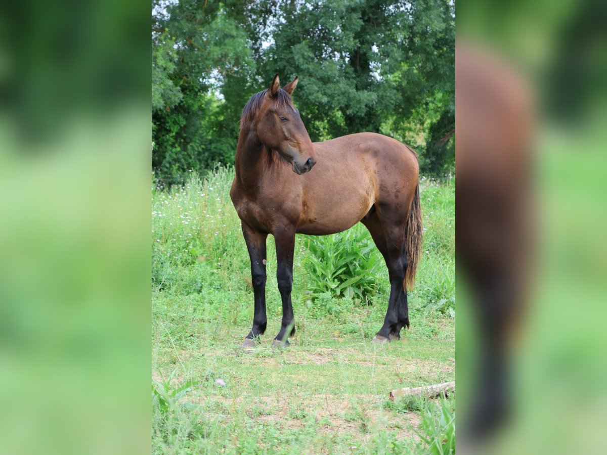 Otras razas Mestizo Semental 1 año 165 cm Morcillo in Saussan