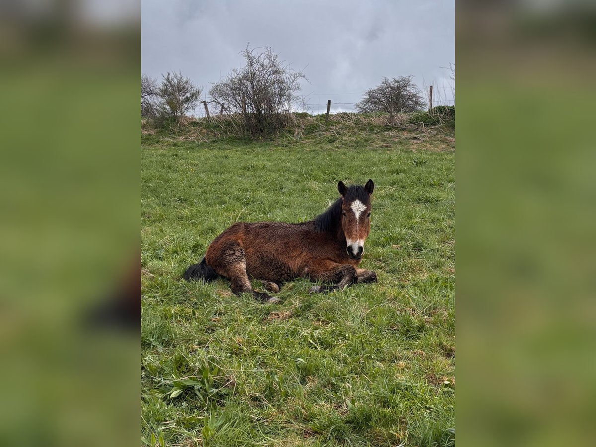 Otras razas Semental 1 año Castaño in Aydat