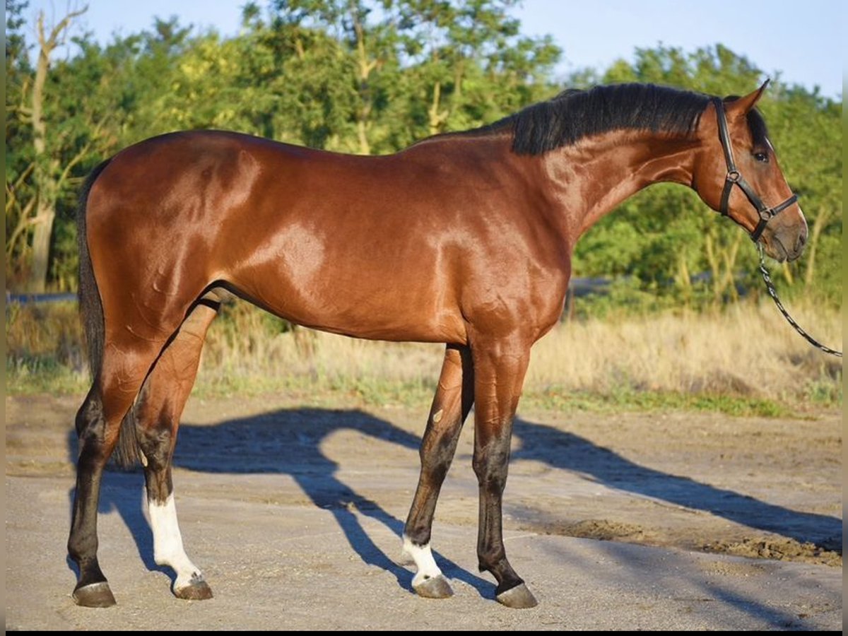 Otras razas Semental 3 años 174 cm Castaño claro in Austria
