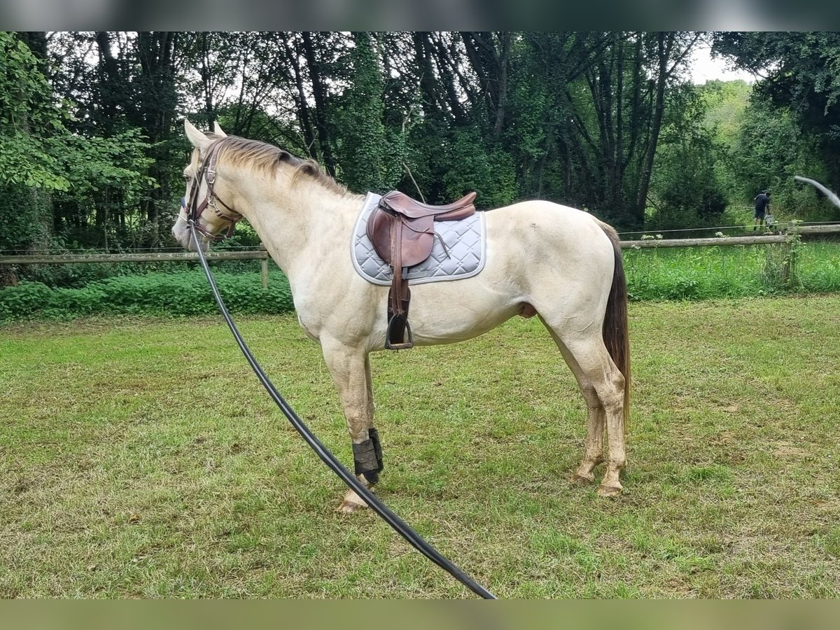 Otras razas Semental 6 años 156 cm Champán in La Ferrière-au-Doyen