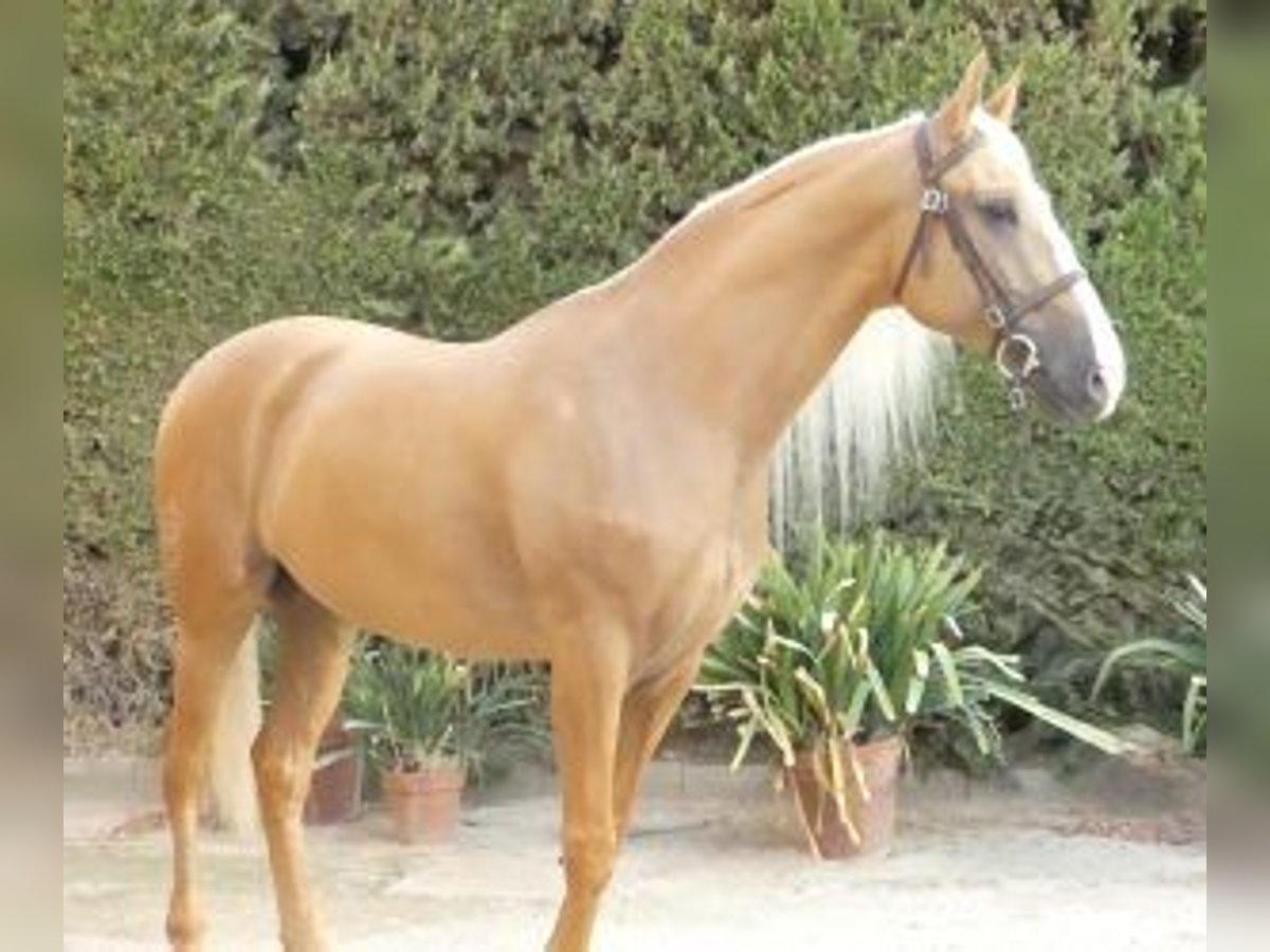 Otras razas Mestizo Semental 7 años 166 cm Overo-todas las-capas in Sevilla