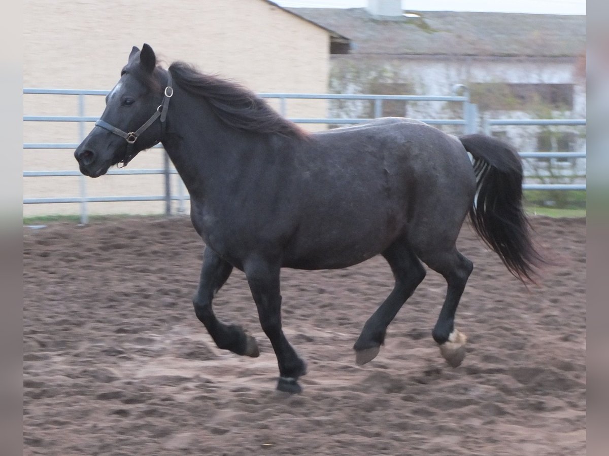 Otras razas Mestizo Yegua 12 años 145 cm Tordillo negro in Buttst&#xE4;dt