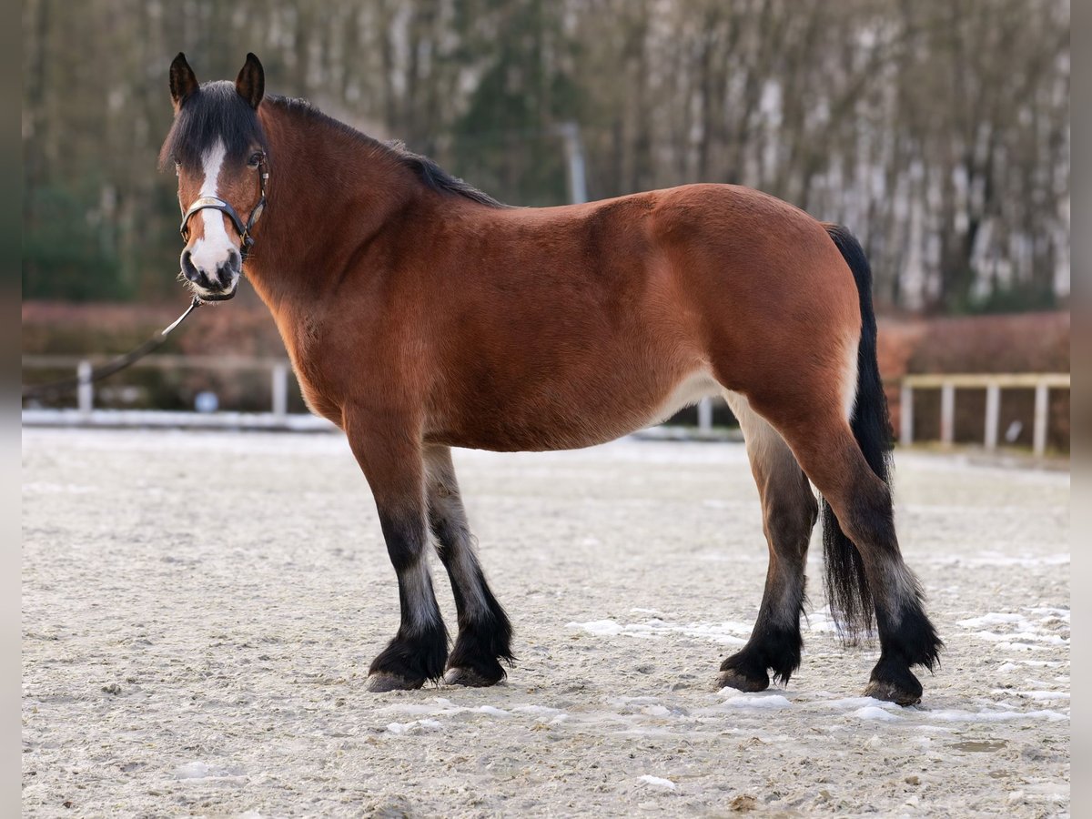 Otras razas Yegua 12 años 153 cm Castaño in Neustadt (Wied)