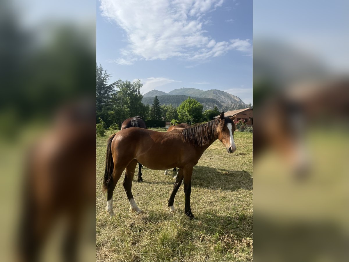 Otras razas Yegua 1 año Castaño in Pelleautier