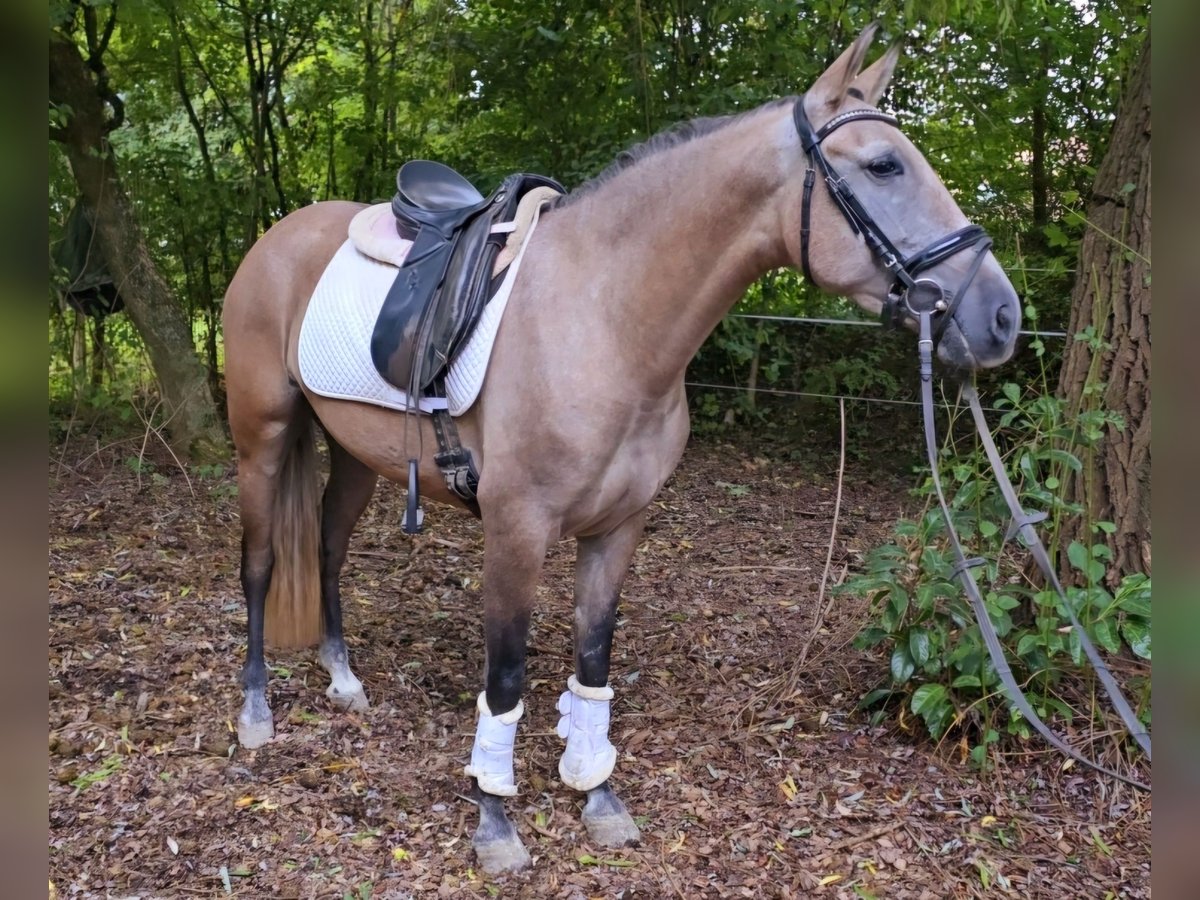 Otras razas Yegua 3 años 145 cm Musgo in Schwäbisch Gmünd