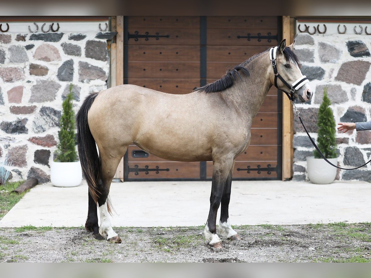 Otras razas Yegua 3 años 147 cm Buckskin/Bayo in Riguldi