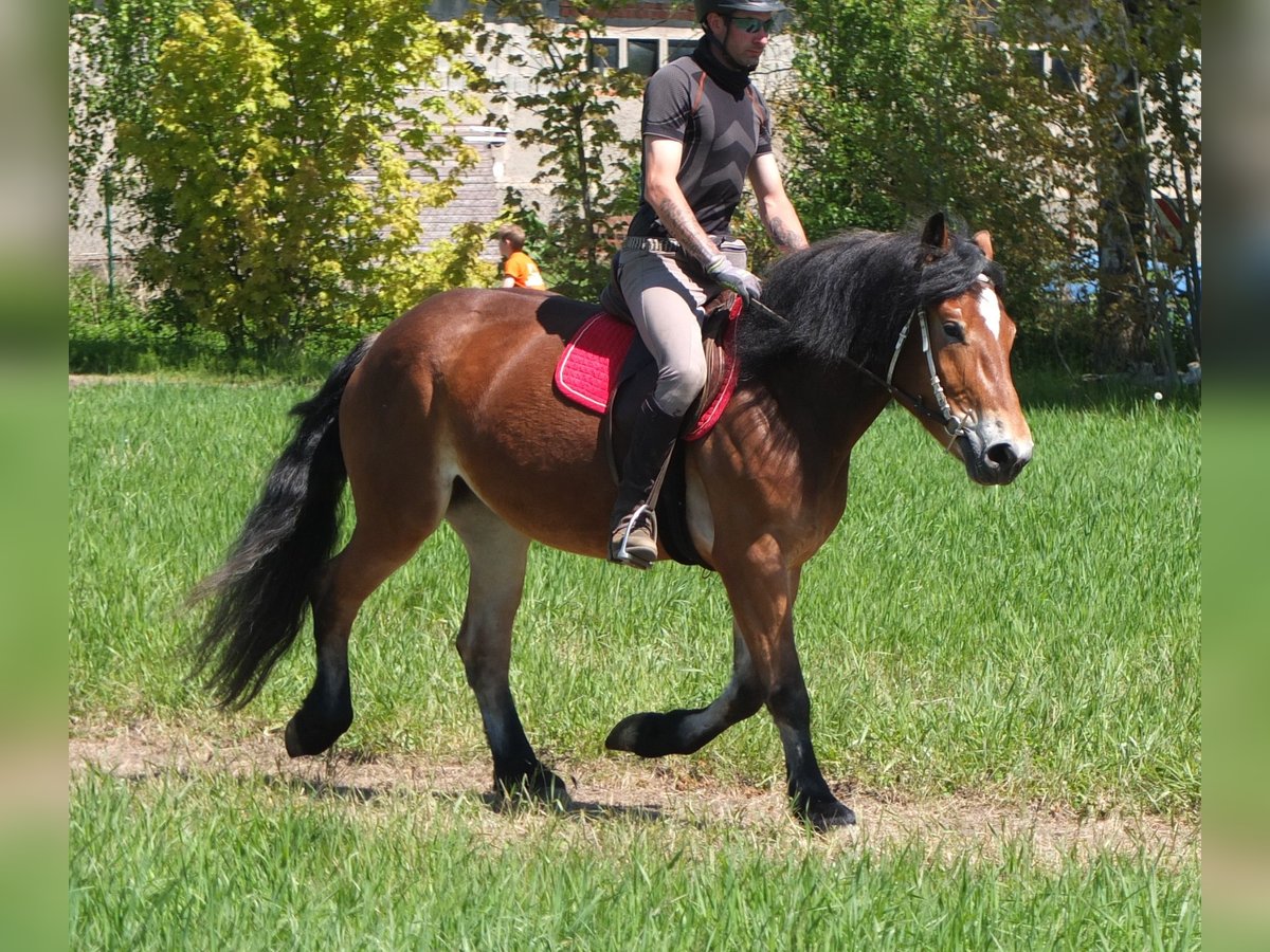 Otras razas Mestizo Yegua 4 años 152 cm Castaño in Buttstädt