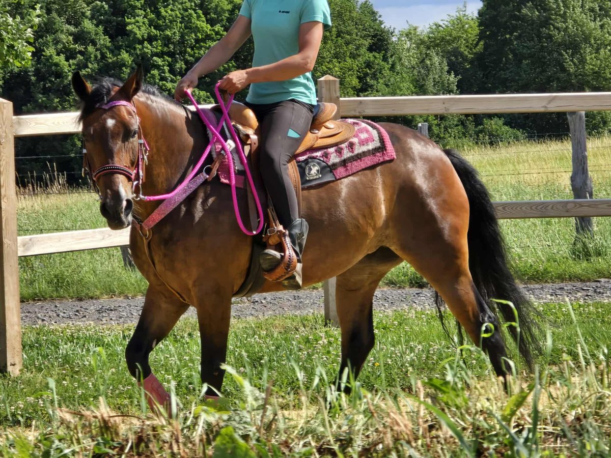 Otras razas Mestizo Yegua 4 años 154 cm Castaño in Linkenbach